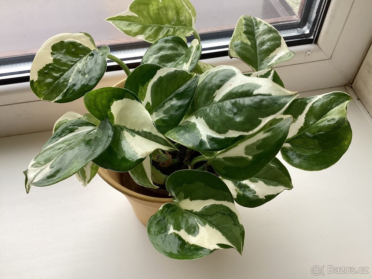 Pokojové kvetiny - 6