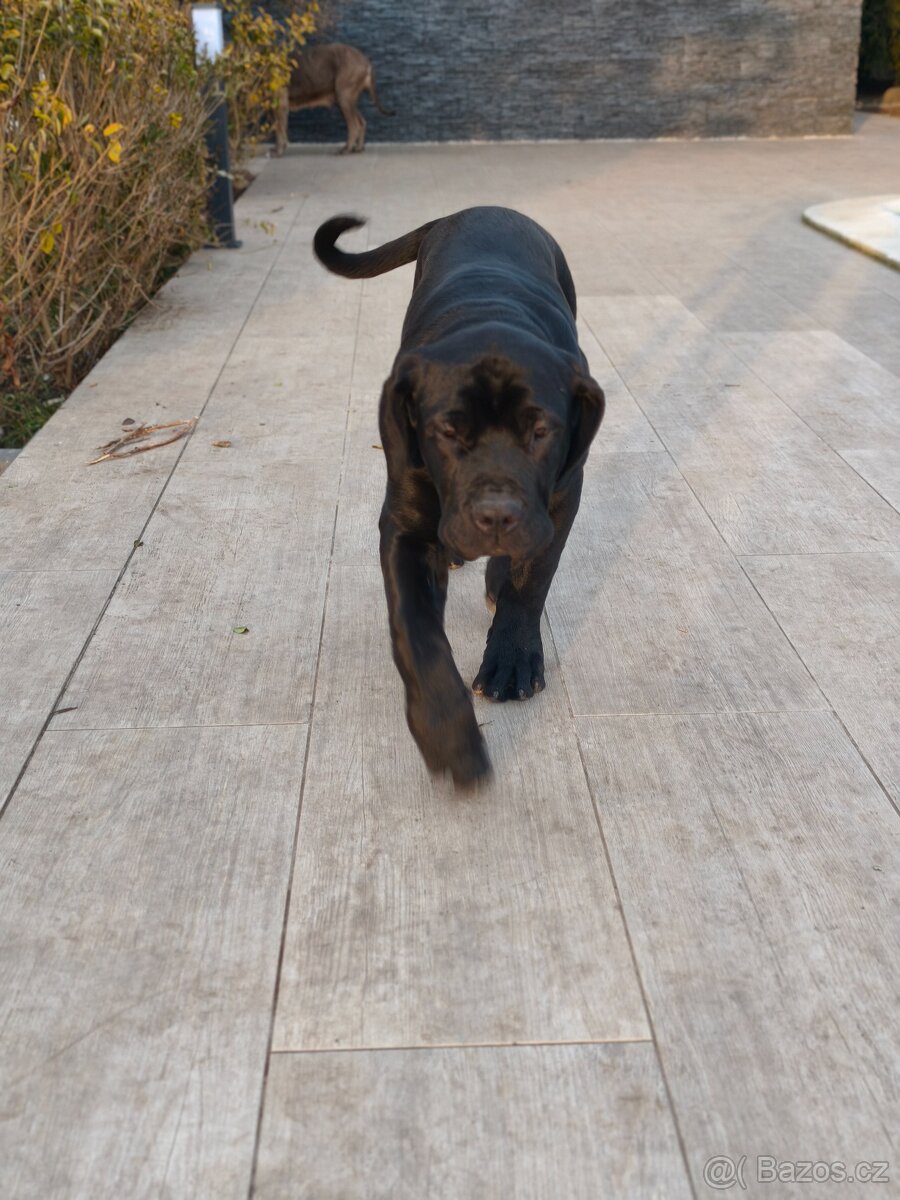 Bandog - 6