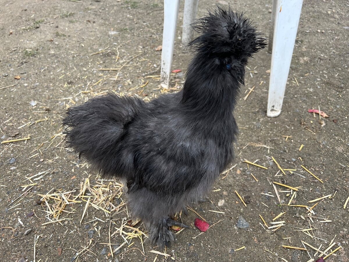 Hedvábničky kohouti - 6