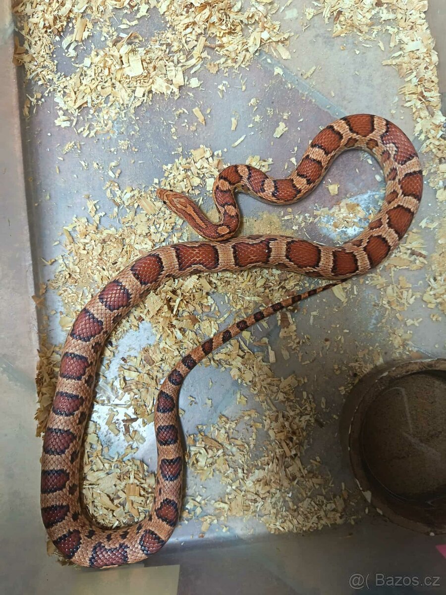 Užovka červená Dospělci Ověření - 6