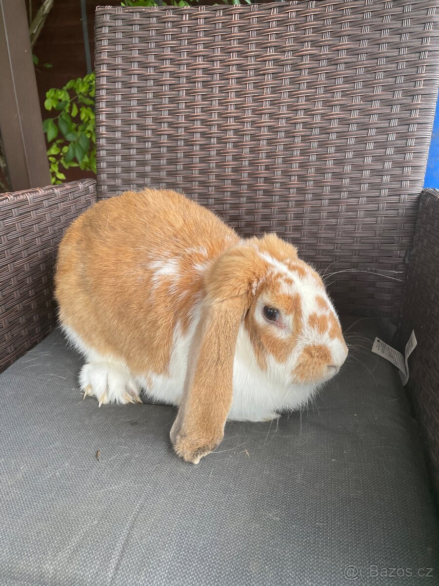 Francouzský beran - 6