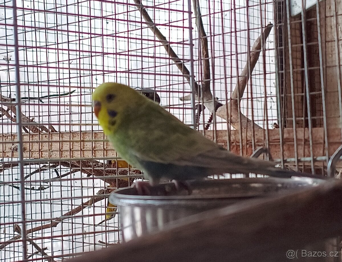 Andulky - 2 samci - 6