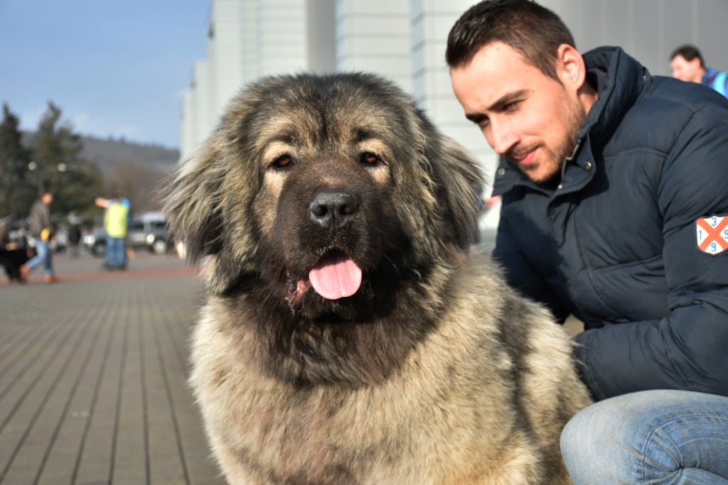 Kavkazský pastevecký pes - 6