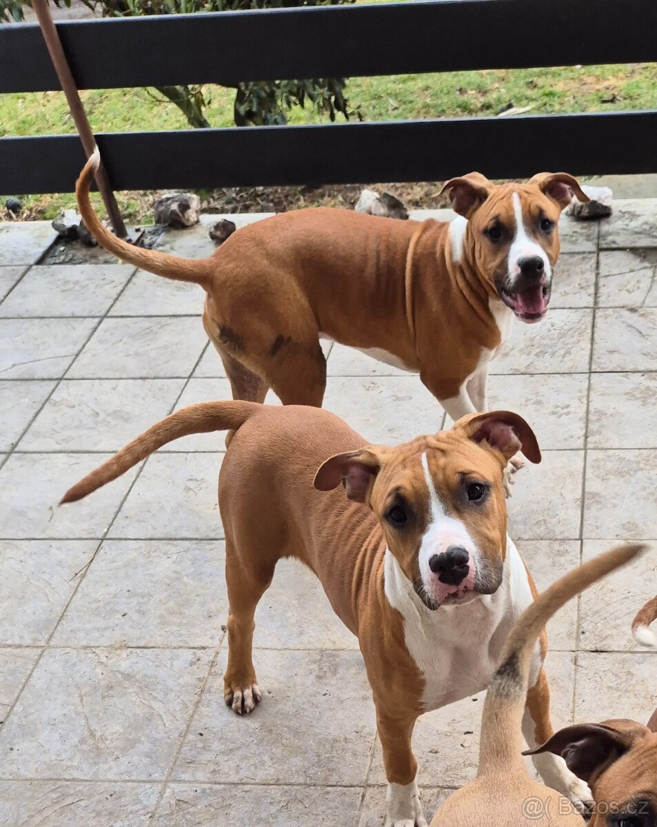 Americký stafordšírský teriér s PP - 6