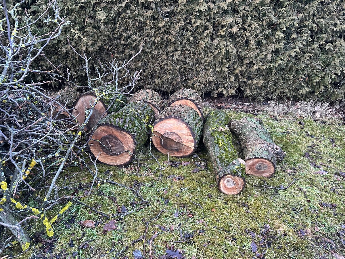 Ořechové dřevo - 6