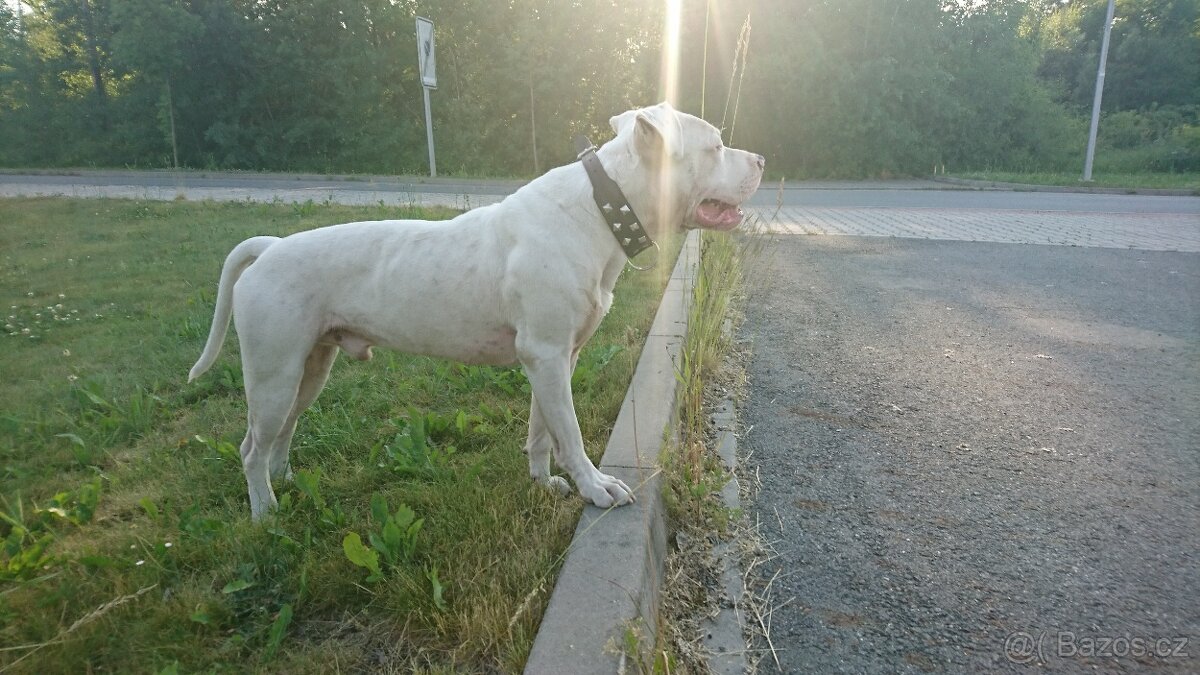 Americký stafordšírský teriér - 6