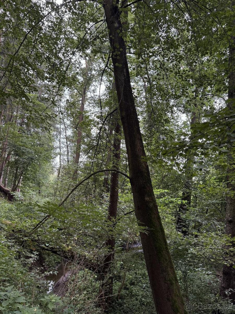 Prodáme lesní pozemky v k.ú. Blíževedly - 6