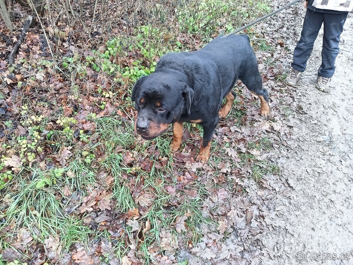 Rotvajler Rotweiler štěně - 6