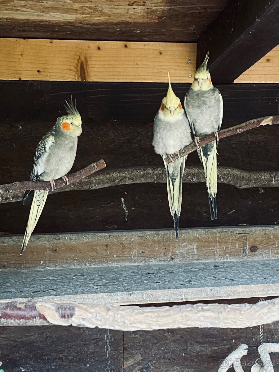 Korela chocholatá - 6