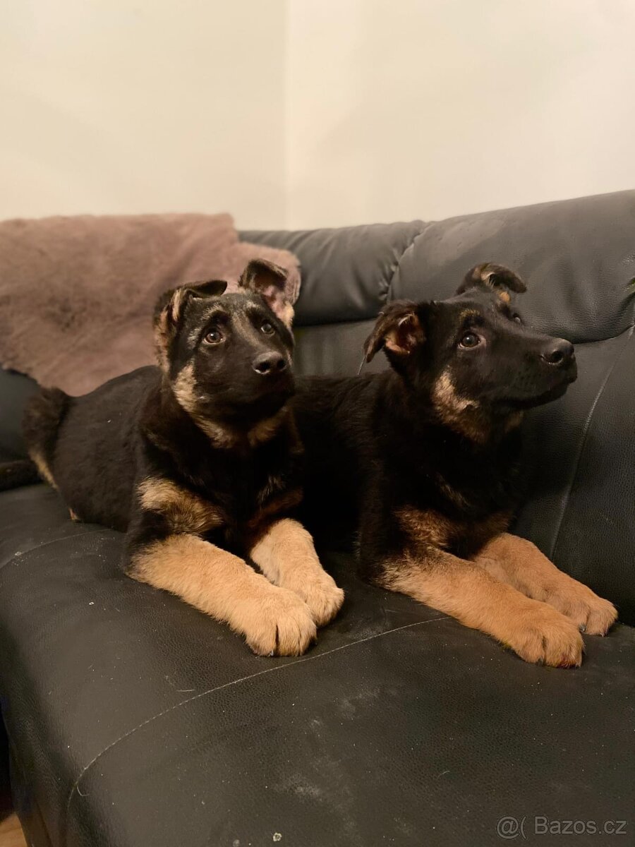 Německý ovčák - 6