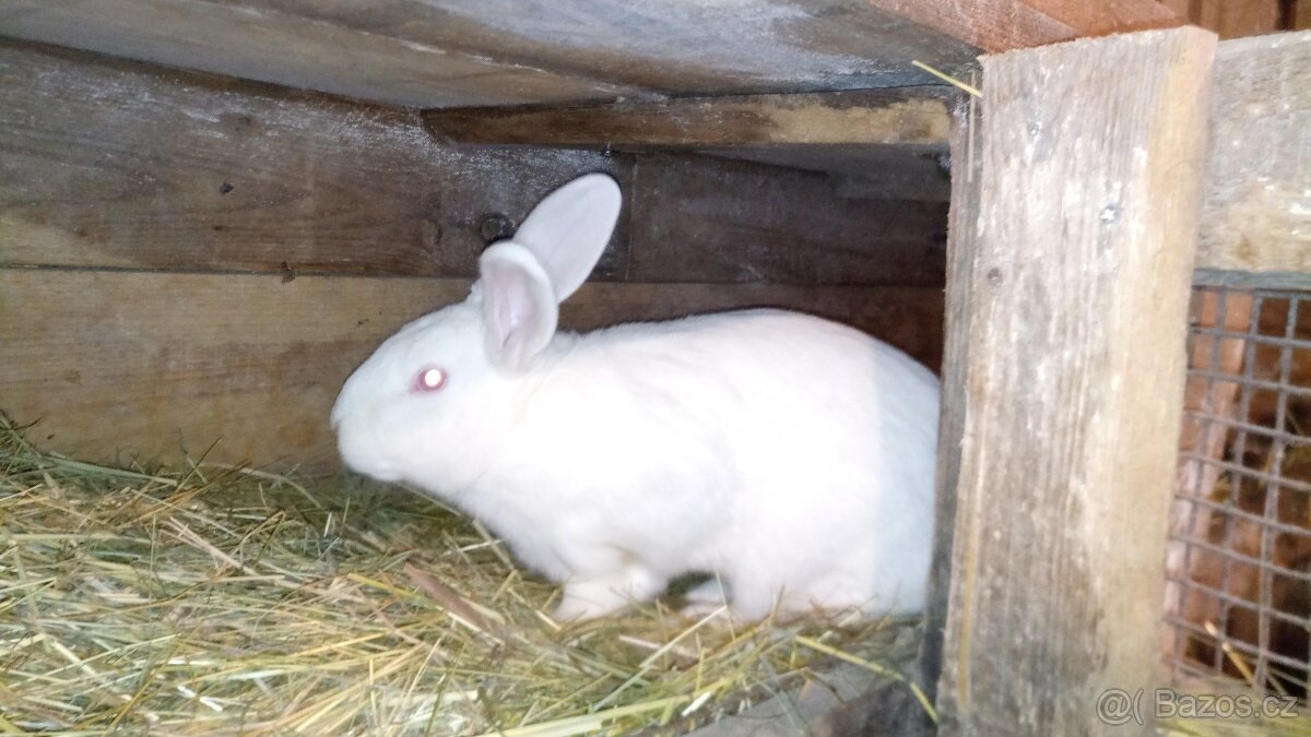Prodám samce králíka (Novozélandský bílý) - 6