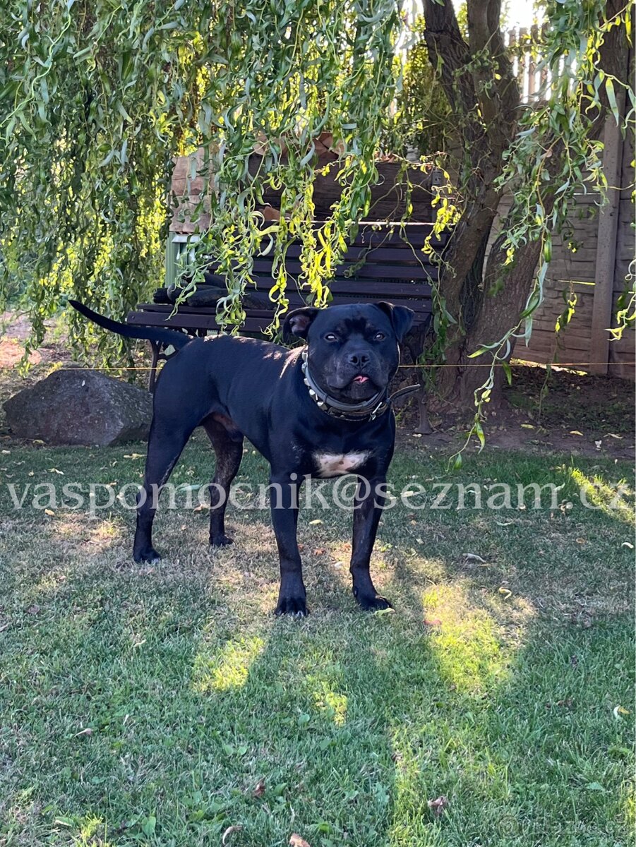 Pitbull ke krytí - 6