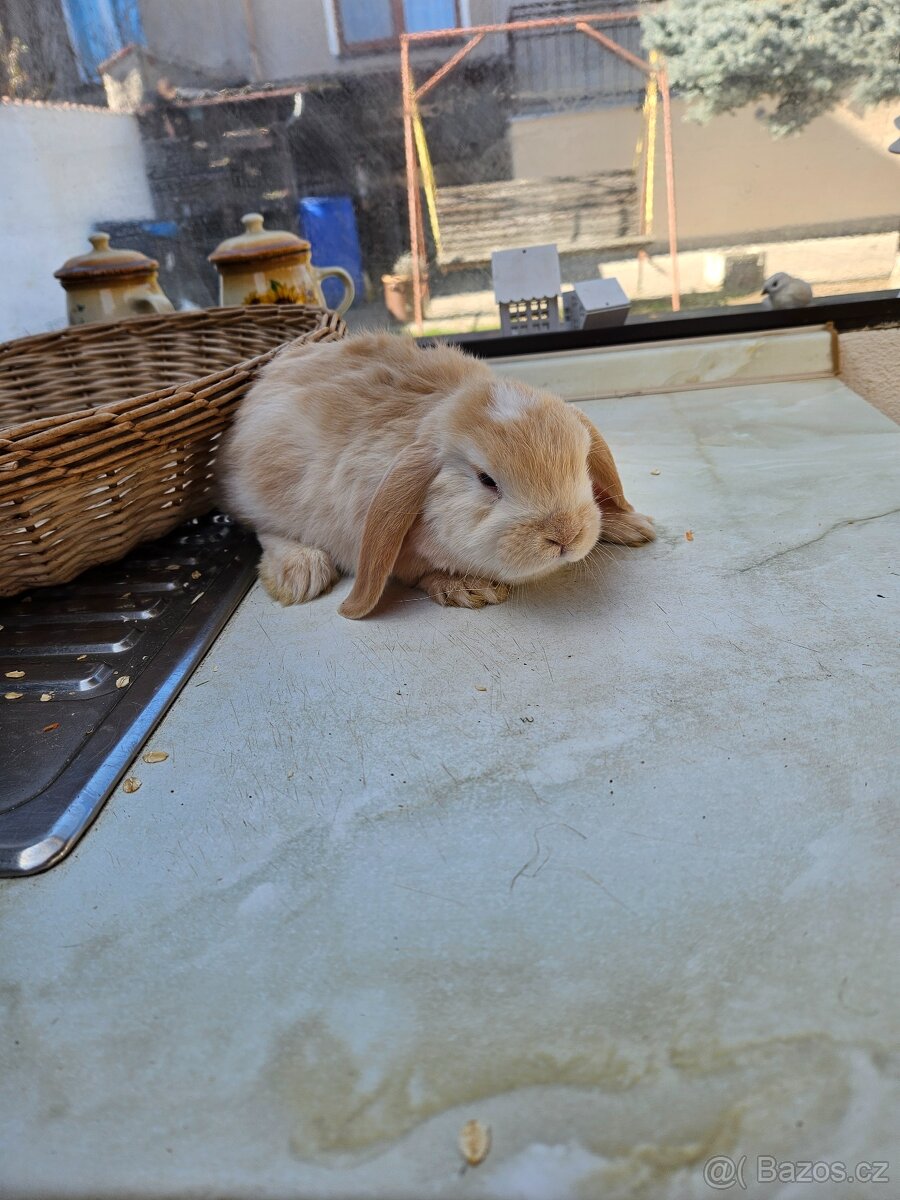 Zakrslý králík - 6