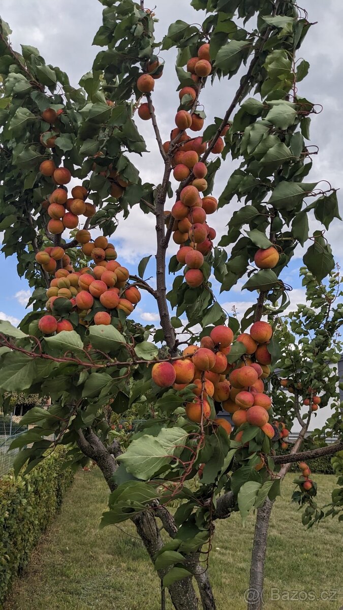 Pronájem zahrady - Bradlec, 977 m2 - 6