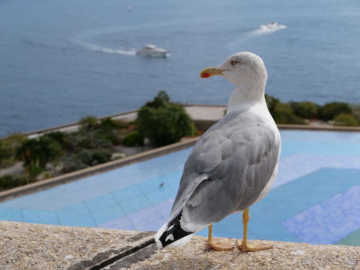 Leica D-Lux 7 JAKO NOVA - 6