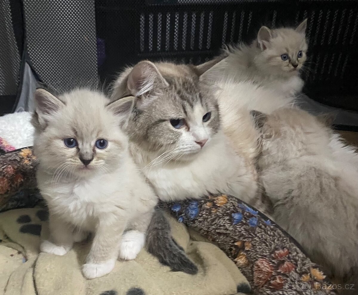 Ragdoll koťátka s PP FIFe - 6