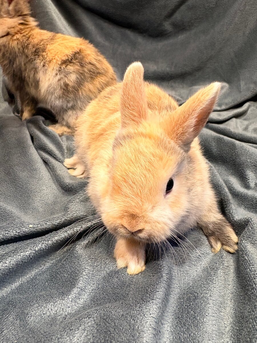 Zakrslý králíček - 6