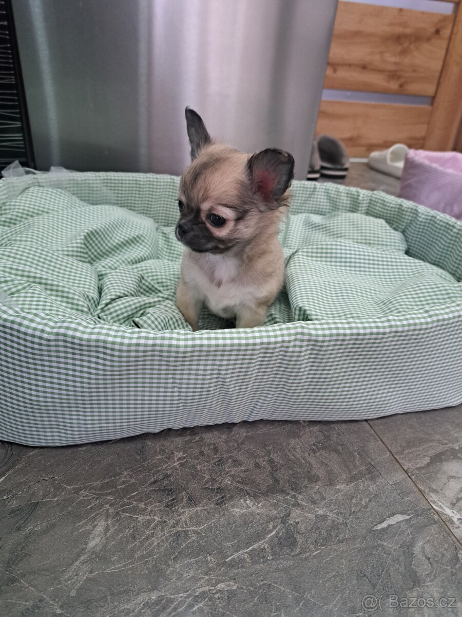 Čivava štěňátka kluci - 6