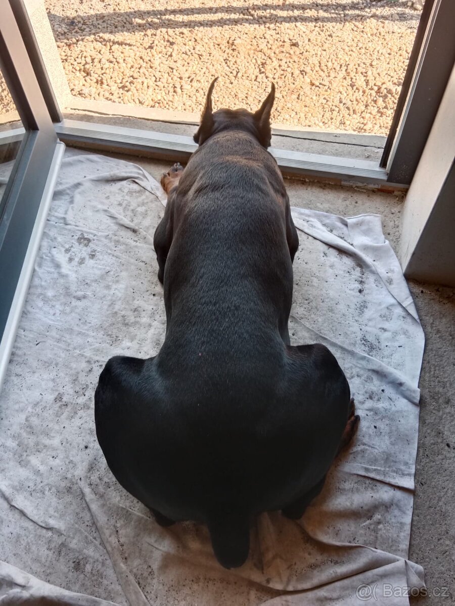 Krytí pes Dobrman - 6