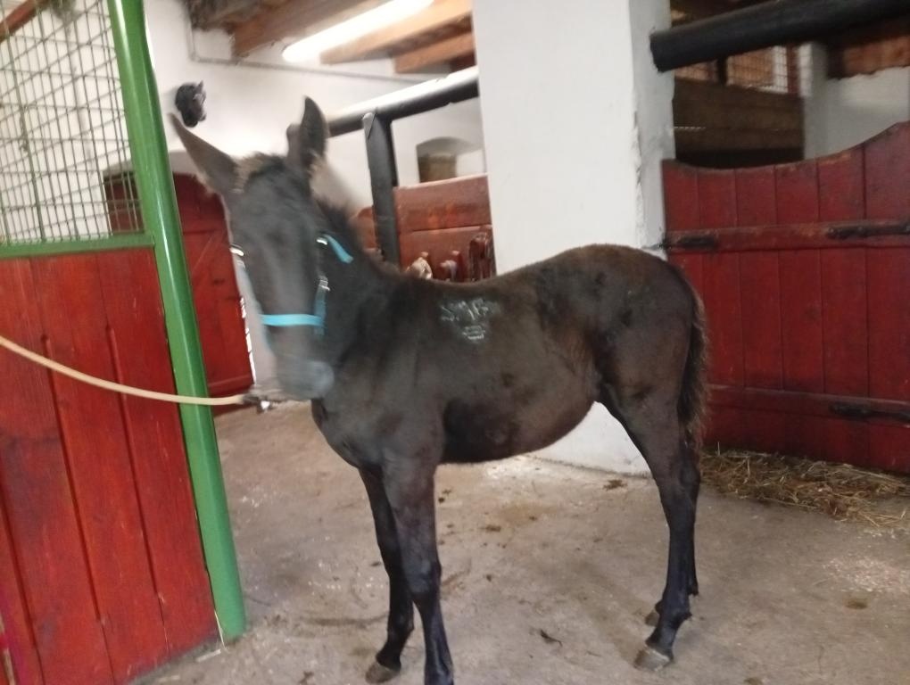 Kladrubske hřibata - 6