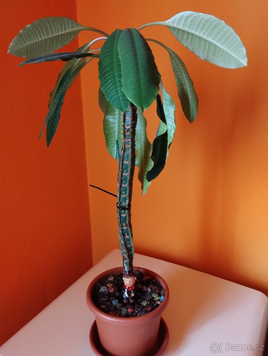 Pokojové rostliny - 6