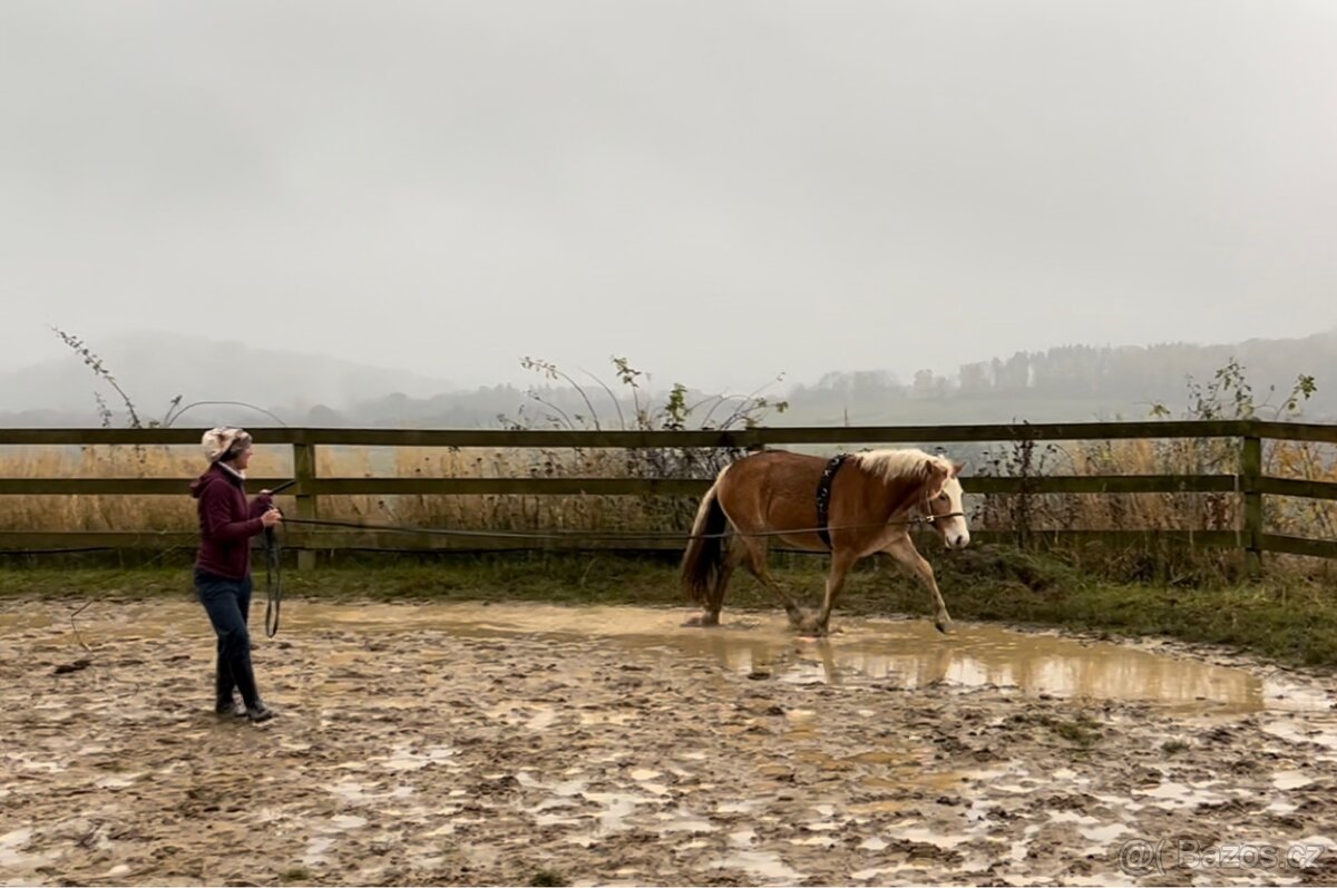 Kvalitní klisna hafling - 6