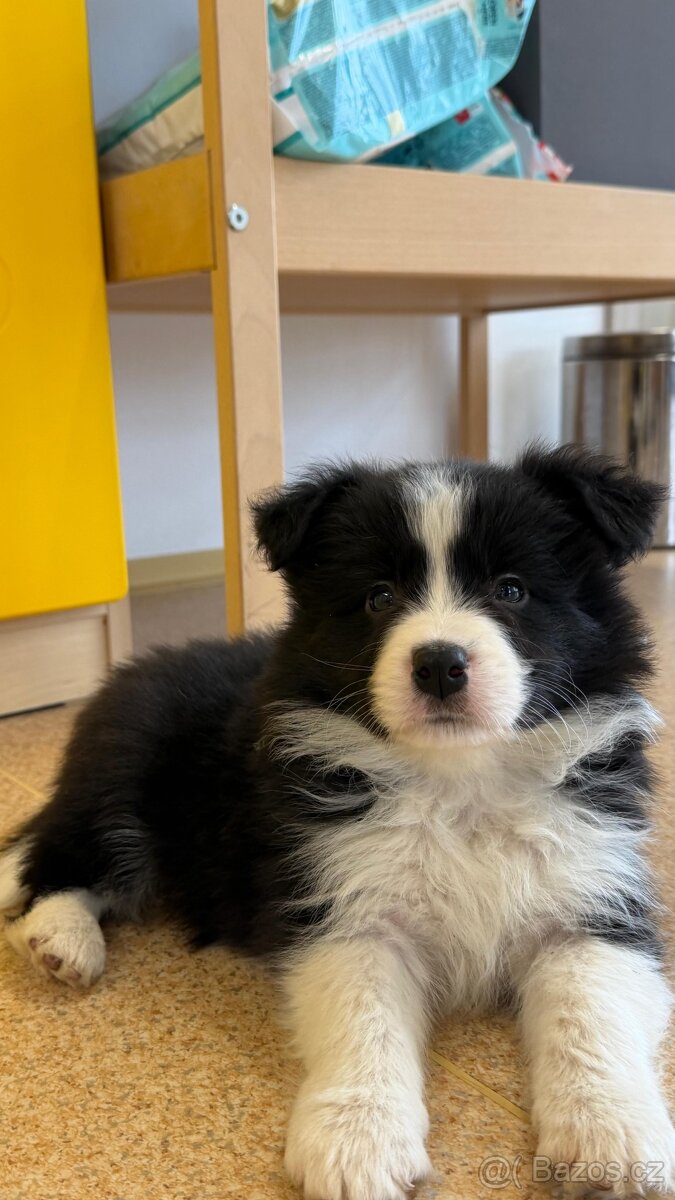 Border kolie s PP - 6