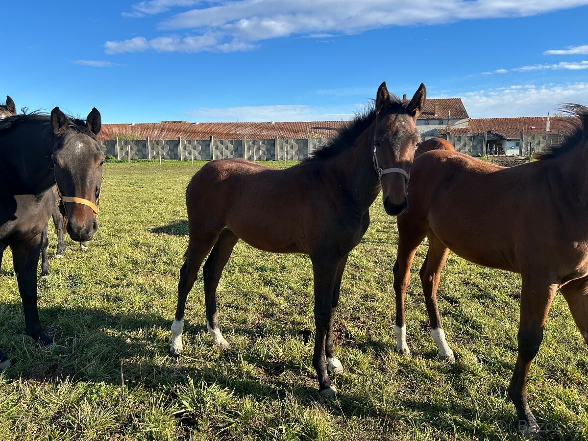 Hřebeček po Babylon Berlin - 6