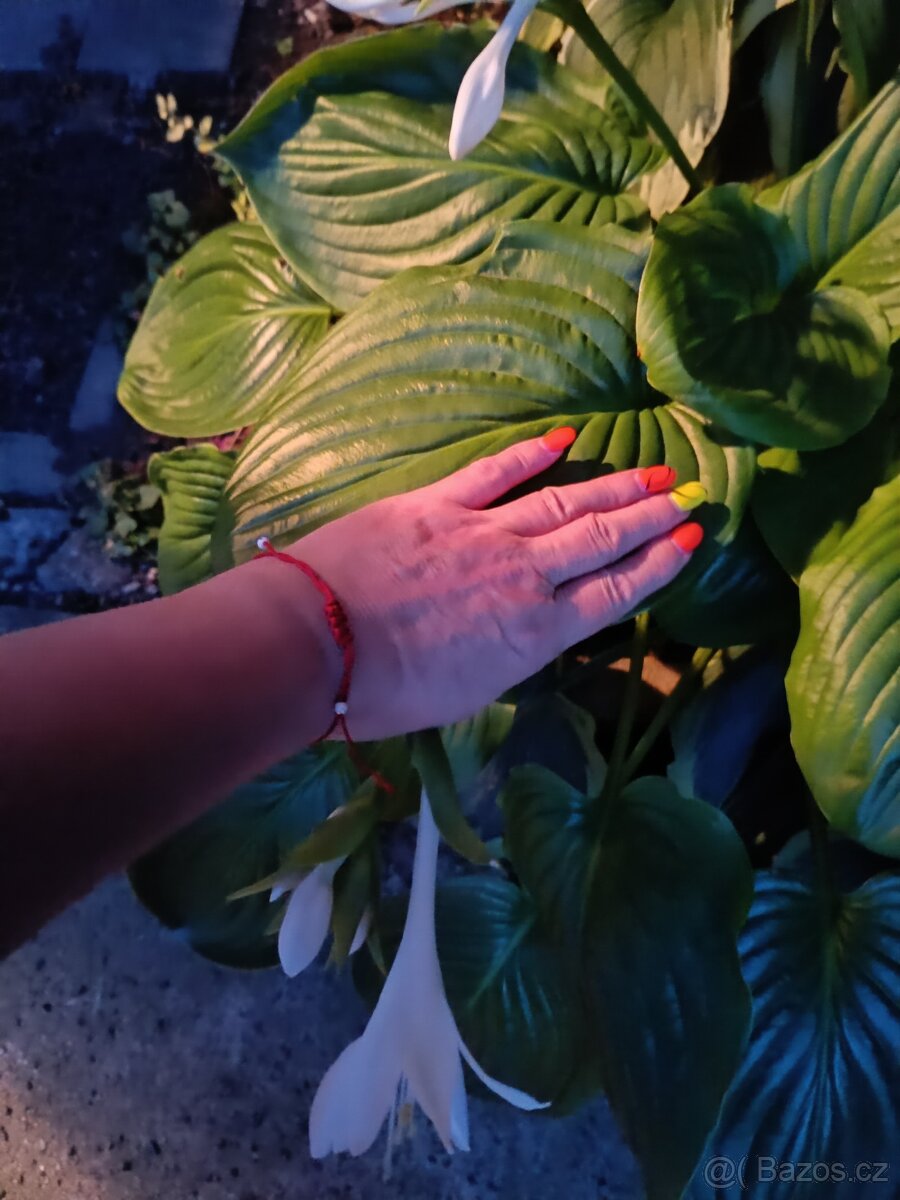 Hosta z vlastní zahrádky - 6