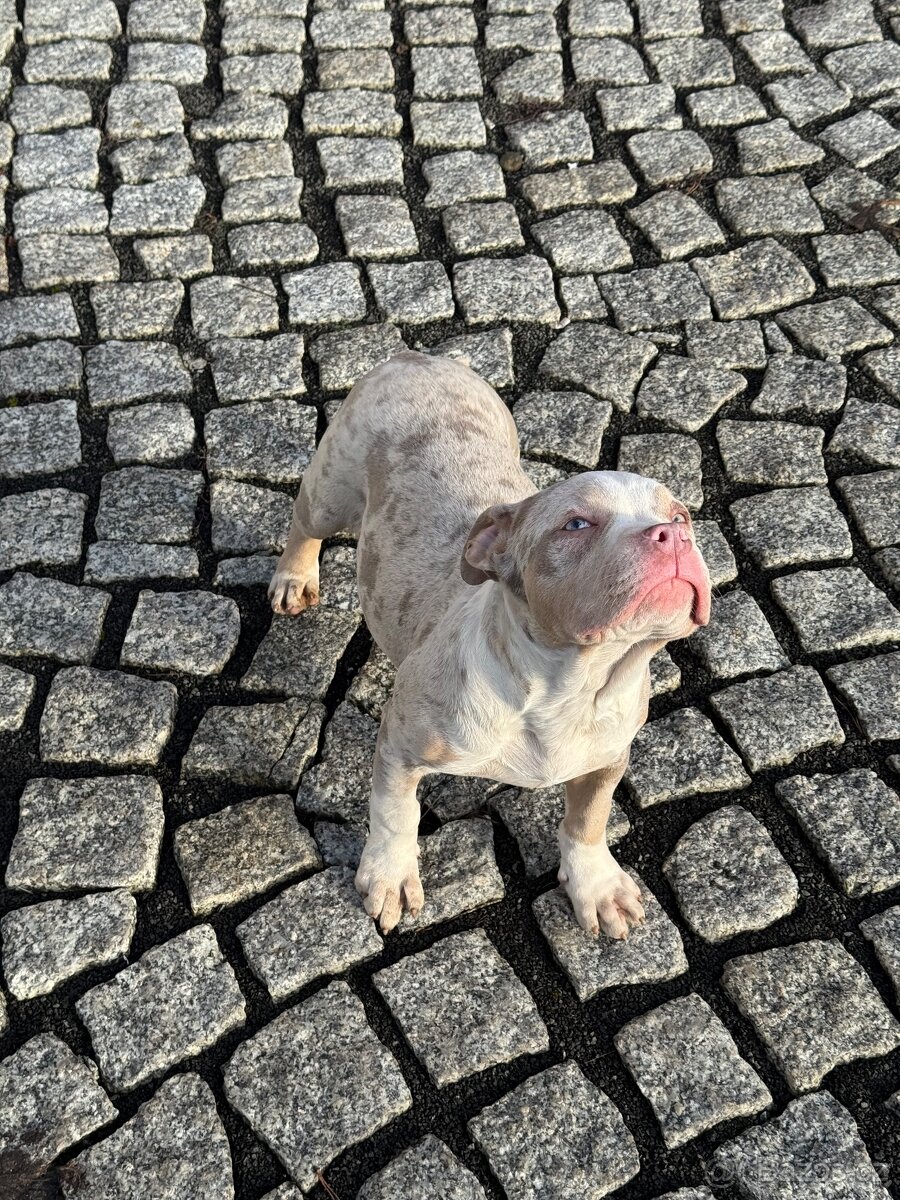 American Bully štěňátka - 6