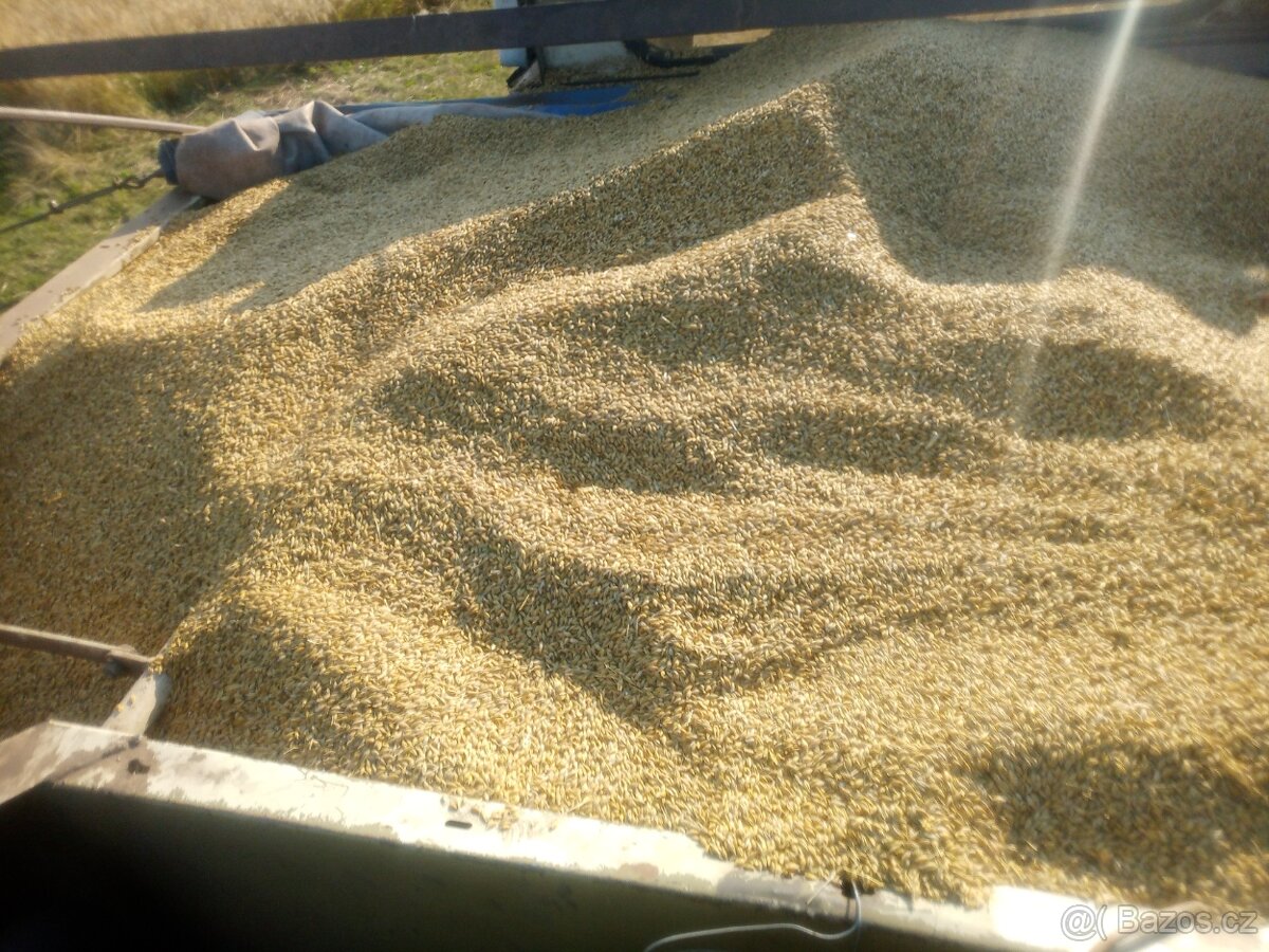 Prodám ječmen - 6