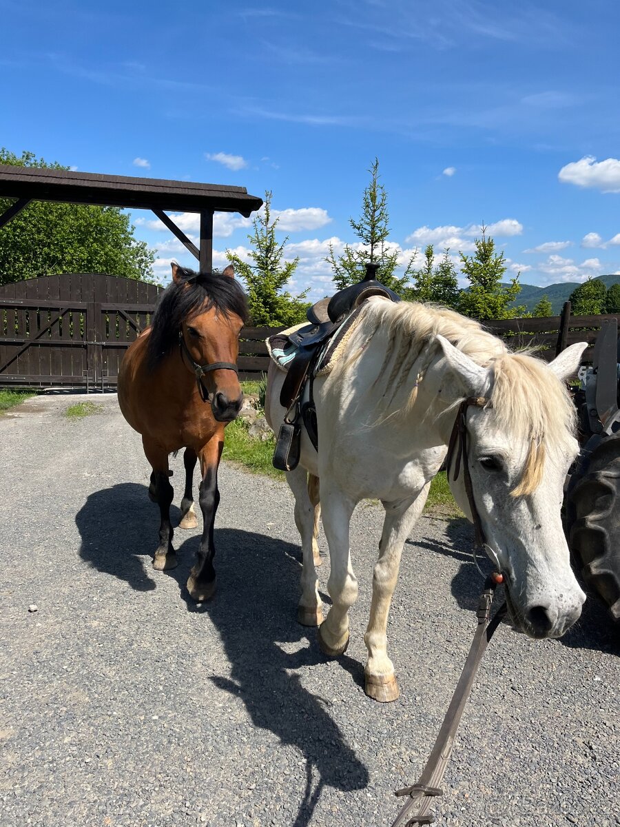 kobyla ČT/hucul - 6