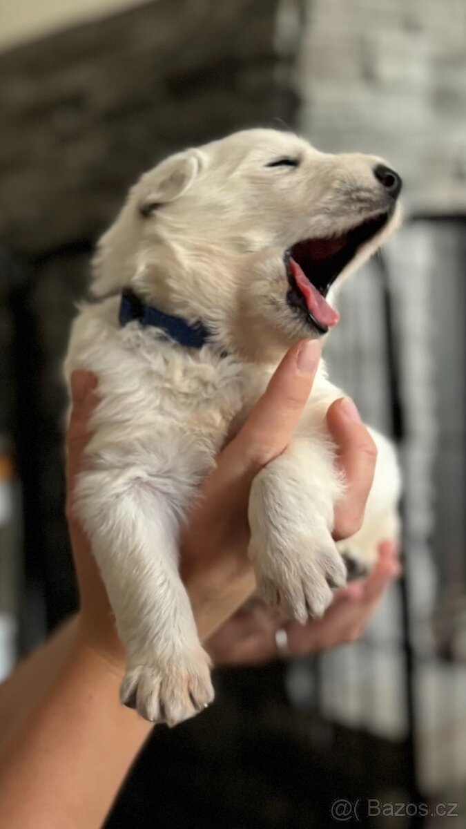 Bílý švýcarský ovčák s PP FCI - 6