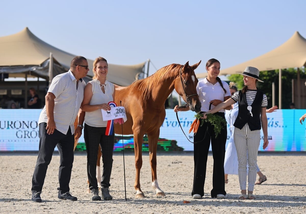 Plnokrevný arab - Připouštění- zapůjčení na sezónu 2026 - 6