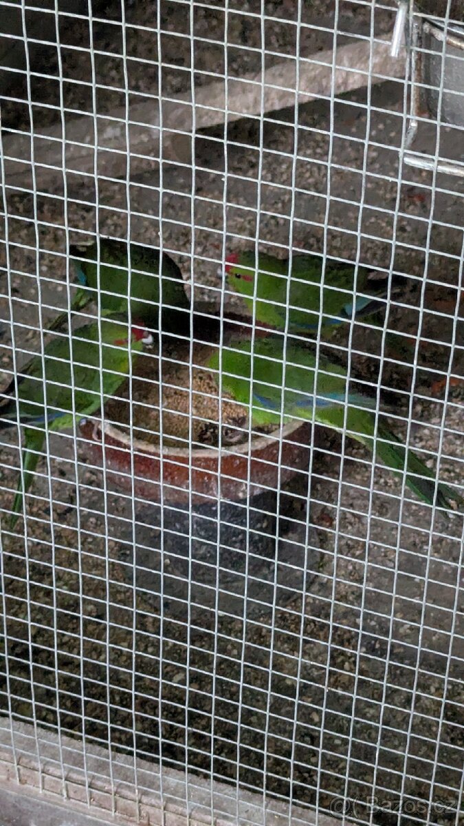 Kakariky rudočelé - 6