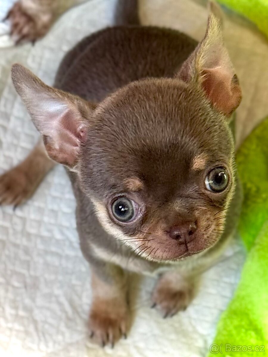 Čivava štěňátka krátkosrstá - 6