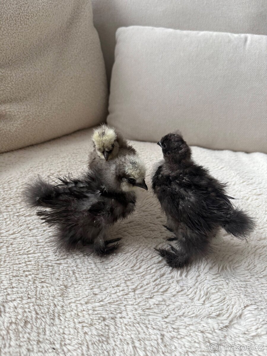 Hedvábnička USA - kuřátka - 6
