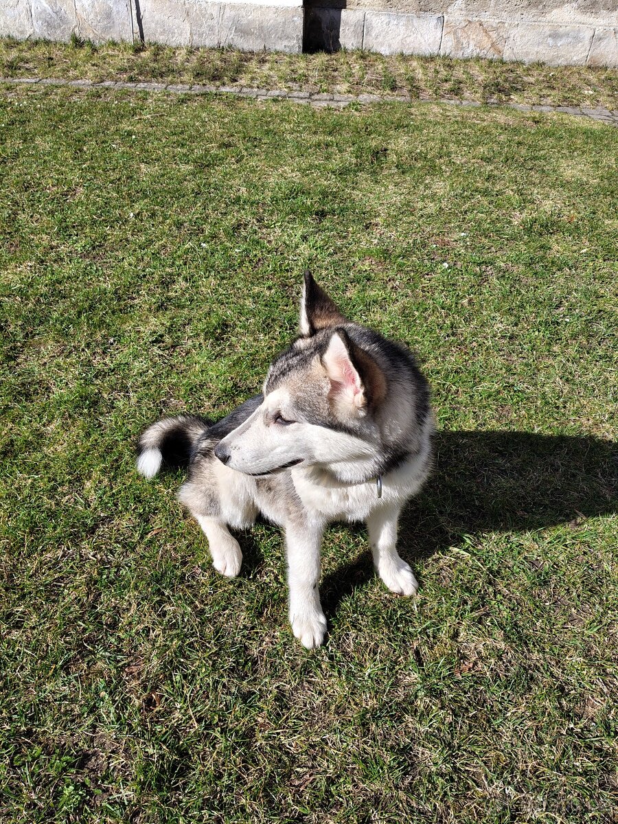 Aljašský Malamut bez pp - 6