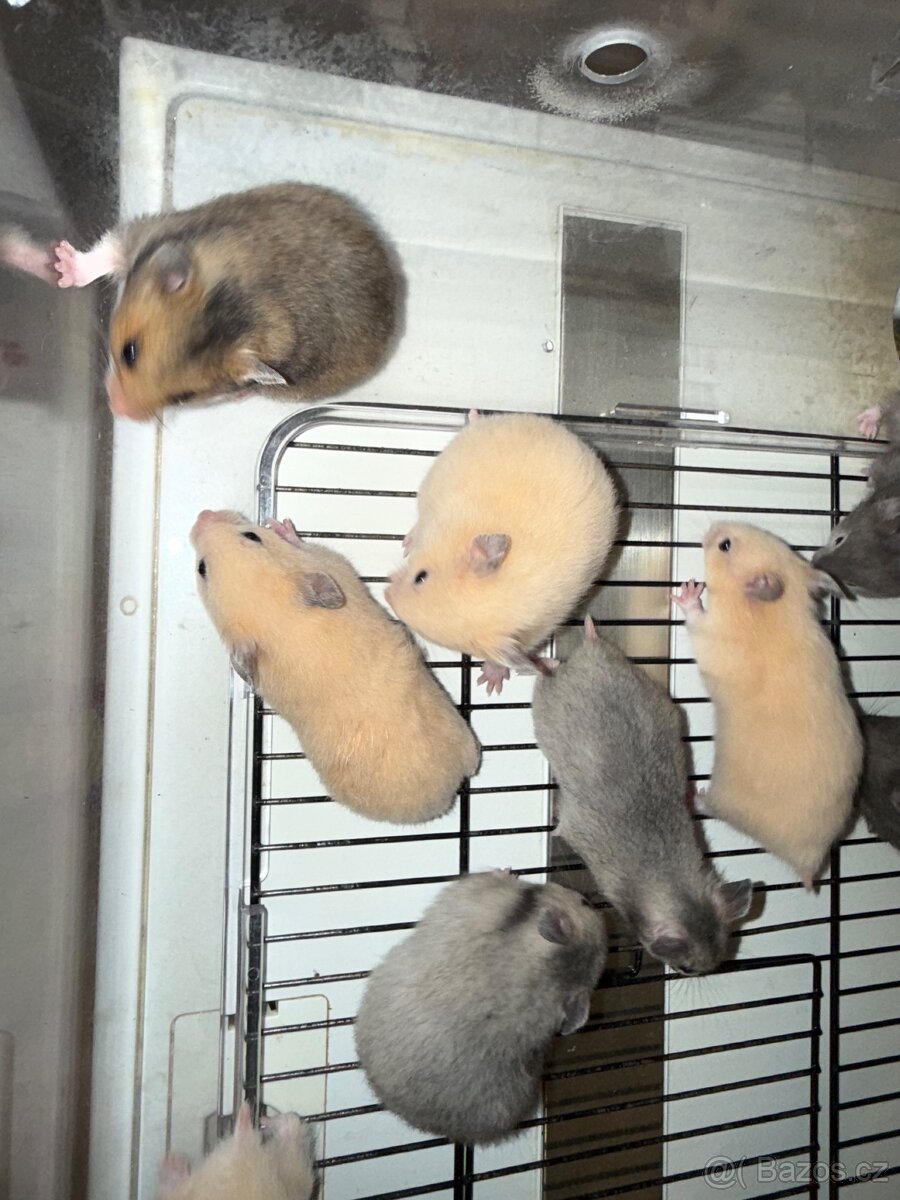 Křeček Syrský - 6