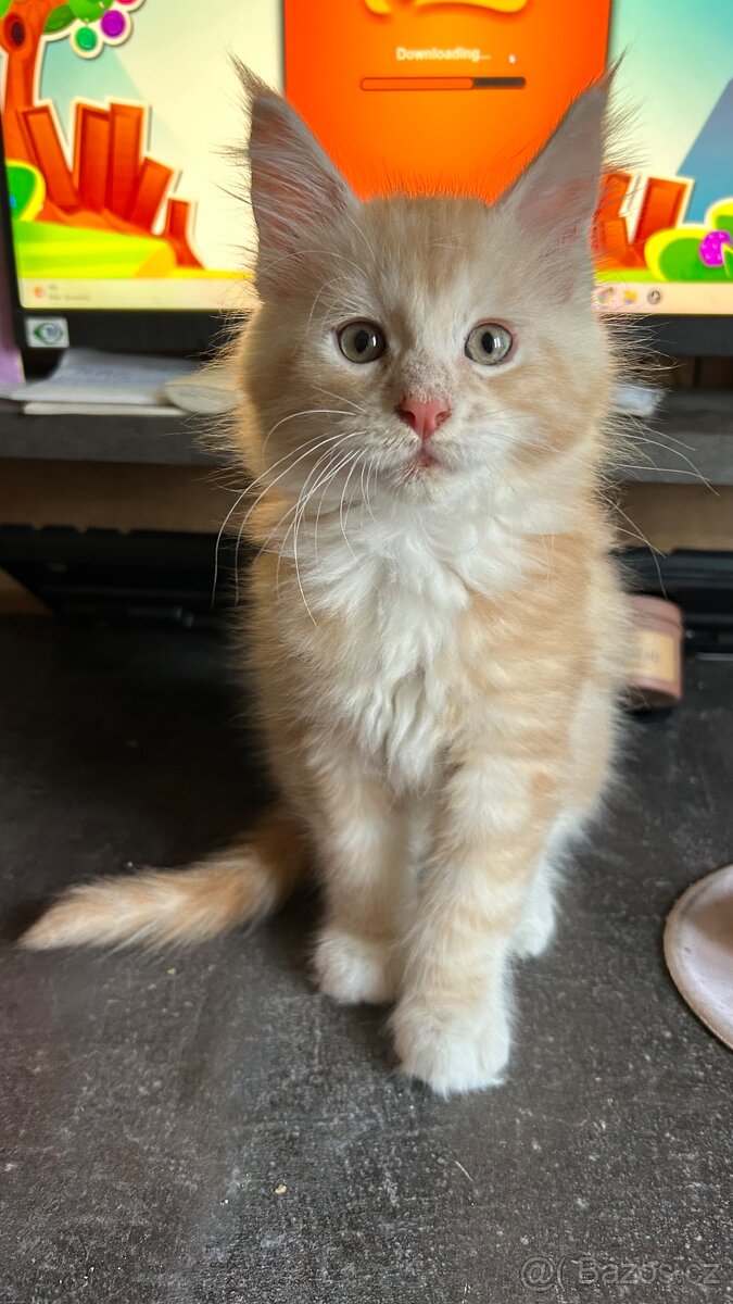 Mainská mývalí - 6