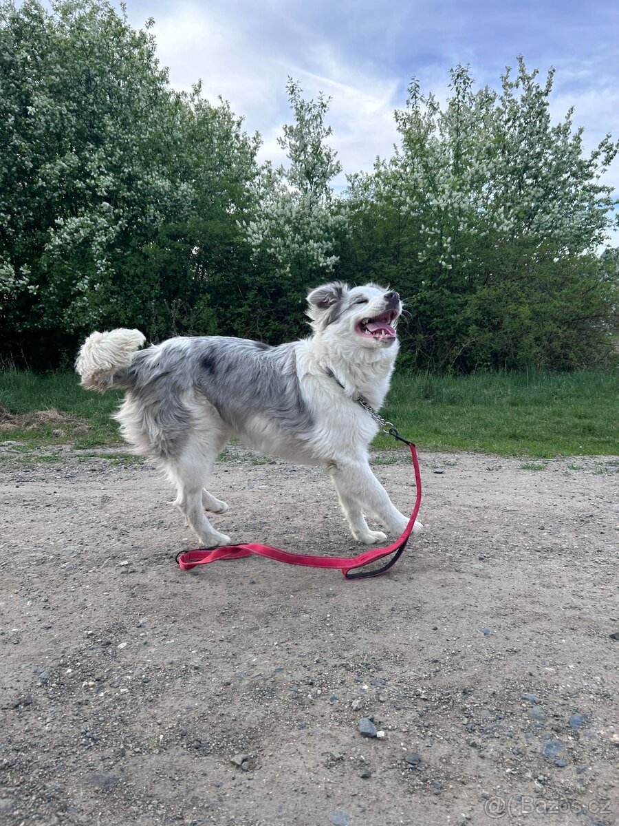 Border collie - 6