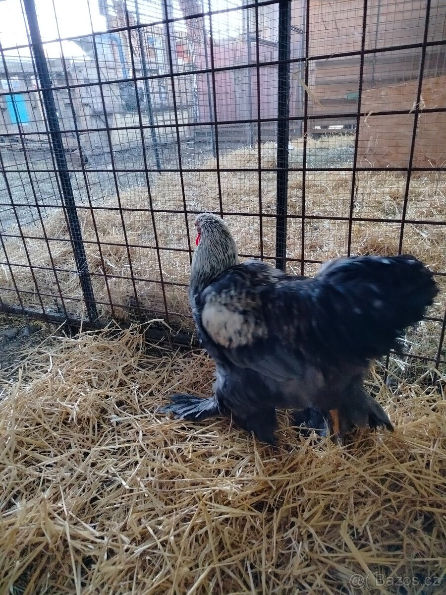 Prodám brahamku velkou - 6