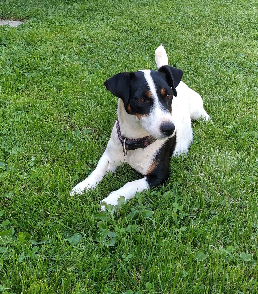 Jack Russell teriér - štěně - 6