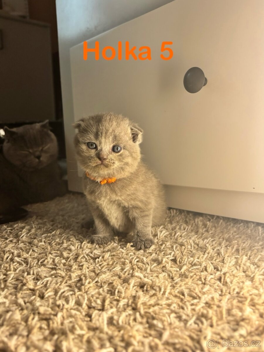 Britská koťata. - 6