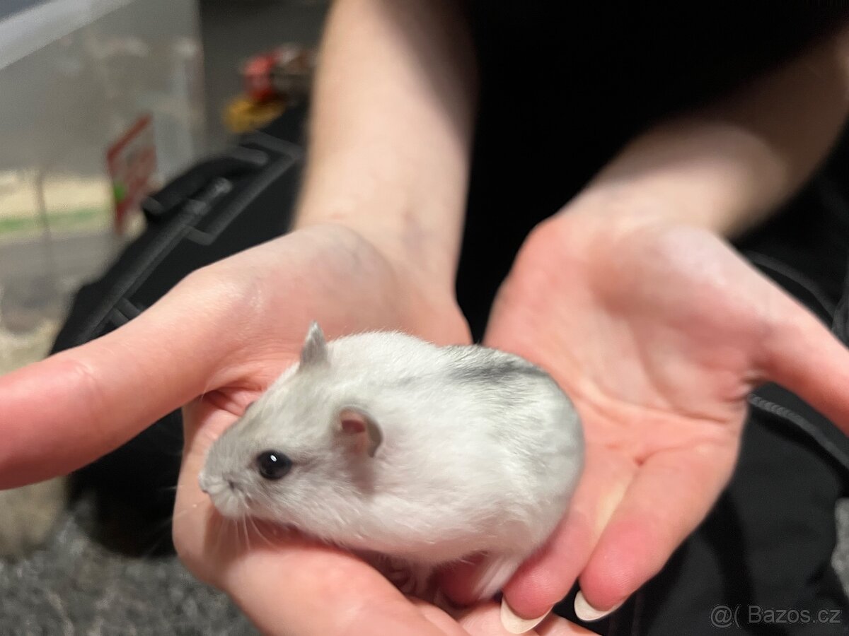 Prodám malé křečky - 6