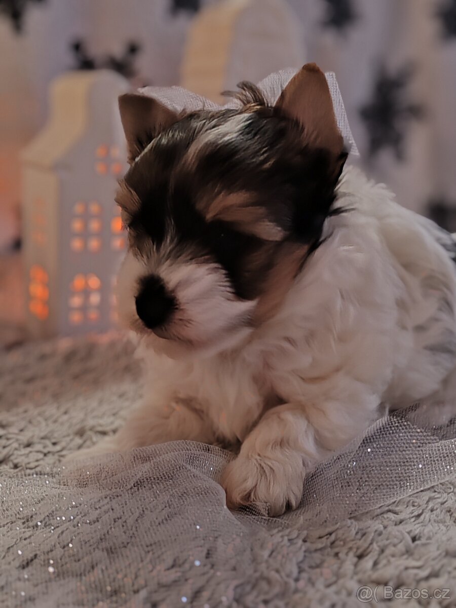 Jorkšírský teriér s PP biewer - 6