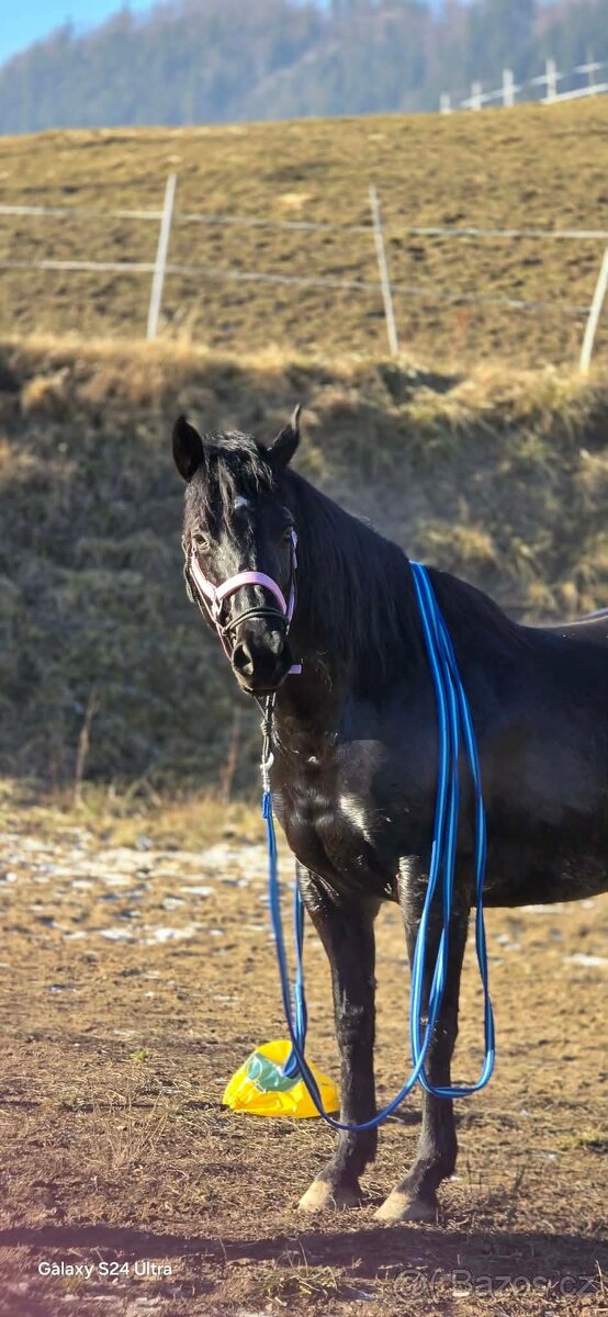 6 ročná kobylka - 6