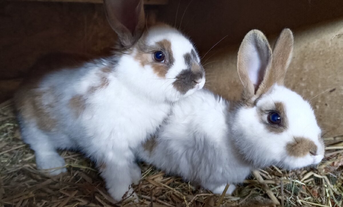 Prodám králíci, sušené pečivo a ječmen - 6