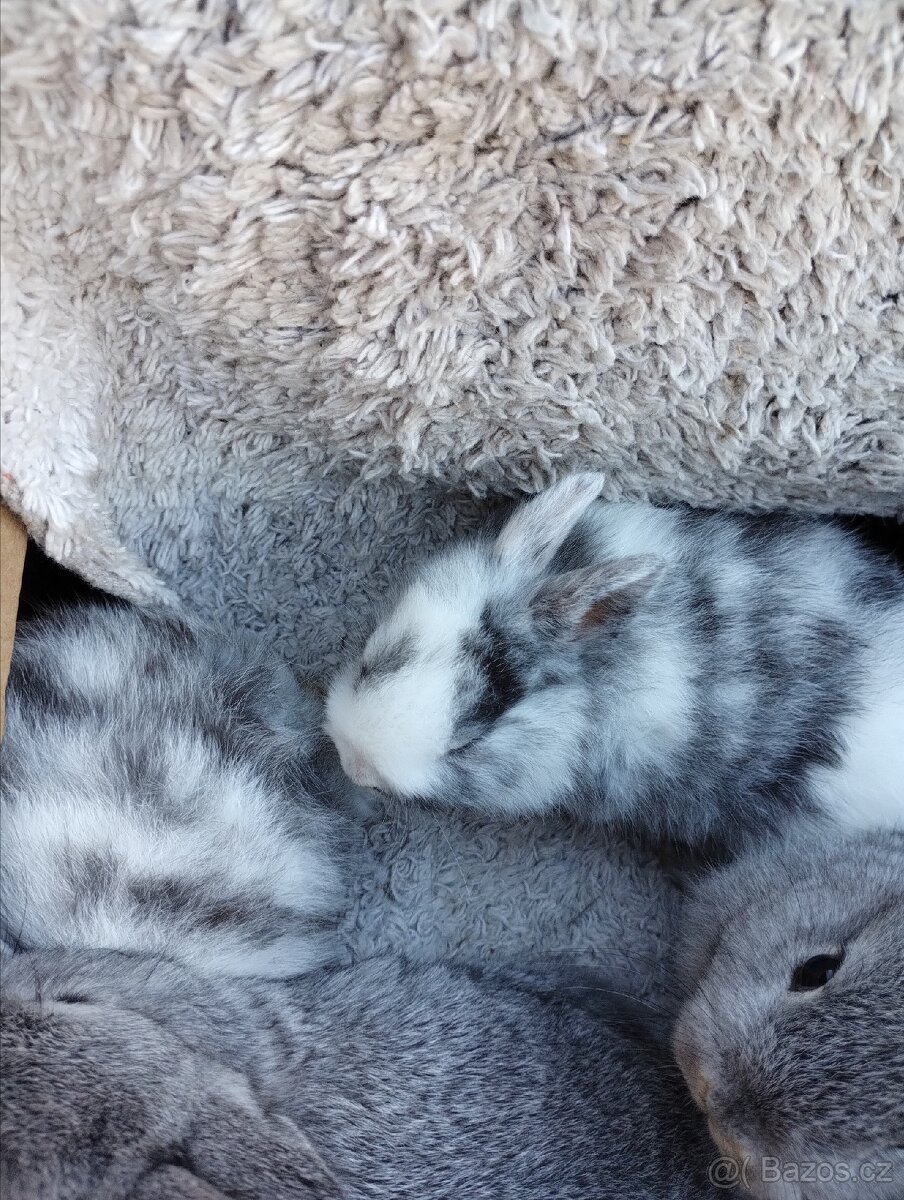 Zakrslý králík - 6