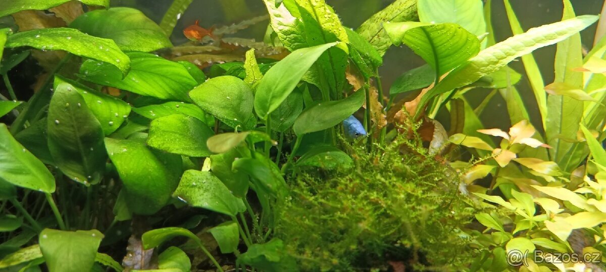 Akvarijní rostliny - 6
